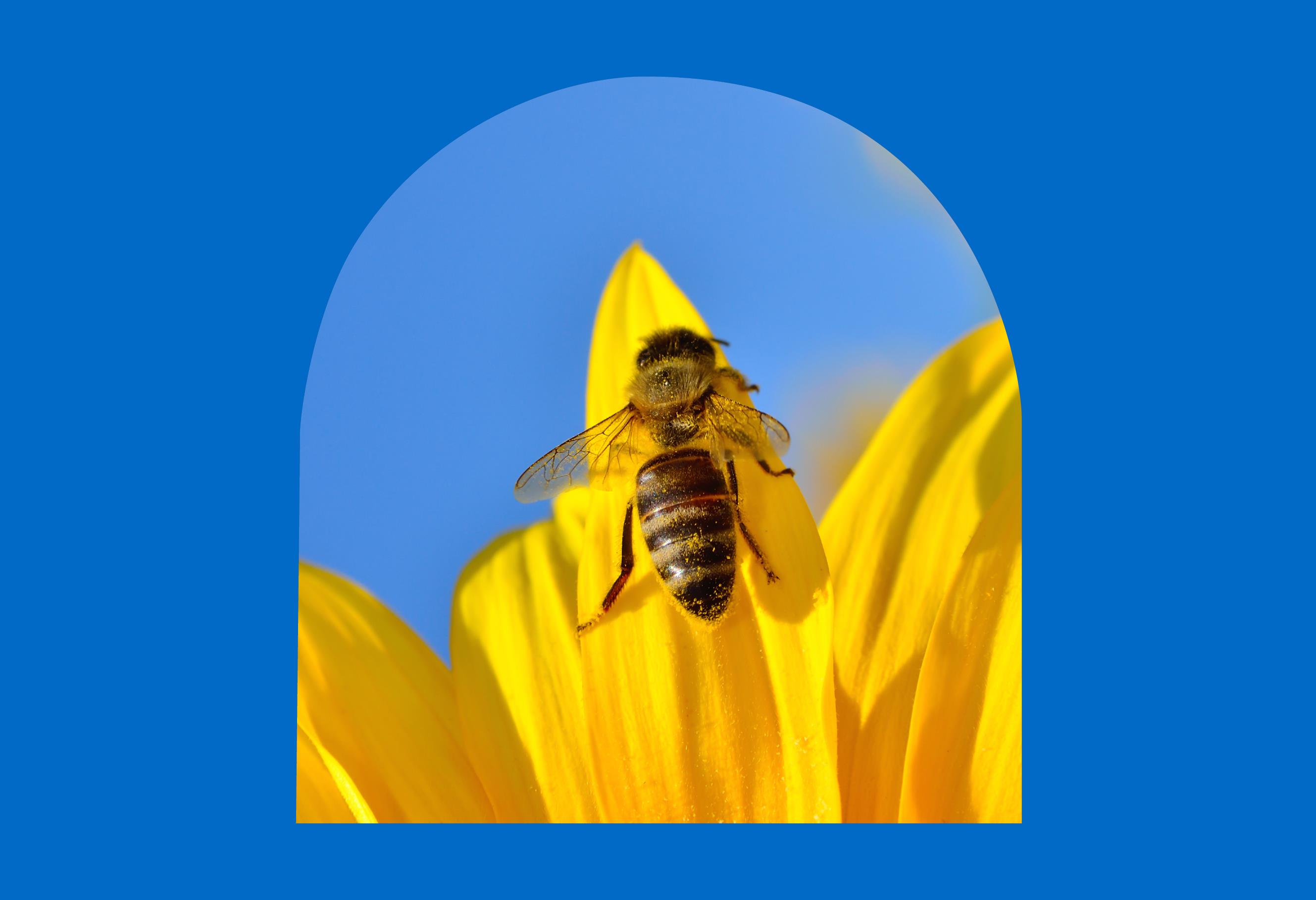 BeeHive Sustainability Program